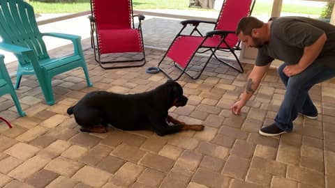 Rottie Puppy Loves Training