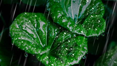 Fall Asleep Easily with Rain Sounds for Sleeping!