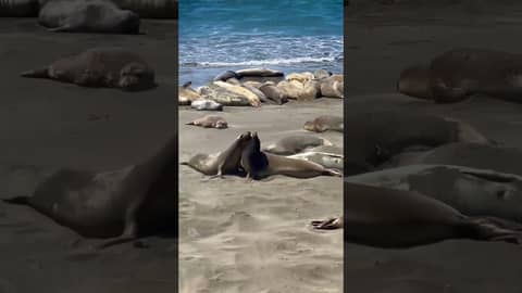 Seals Soaking in the Sun! ☀️