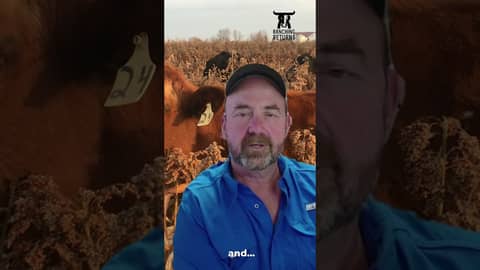 Episode 234 with Rusty Lee #ranchmanagement #cattle #ranch #cattleranch #business