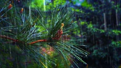 Relaxing Rain Sounds & Forest Ambience 🌧️ for Stress Relief or Sleep