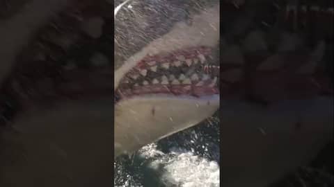 Shark attack! Shark attack!