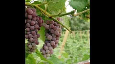 Episode 53-Grapes Need Genetic Help, Closure Type Equals Quality