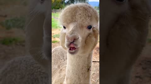 Super Cute Alpaca Munchin' Away!