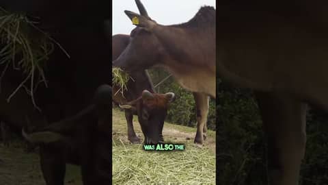 Bridgeton was the PERFECT location for the PJ Ritter Company