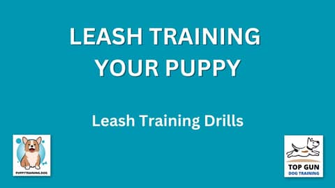Part 17 - STOP THE PULLING Leash Training Drills
