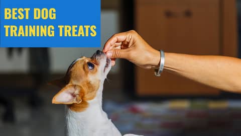 Best Dog Training Treats