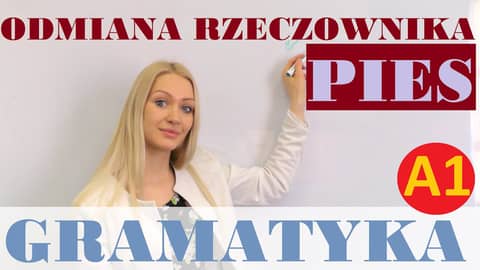 Polish for foreigners - odmiana rzeczownika pies