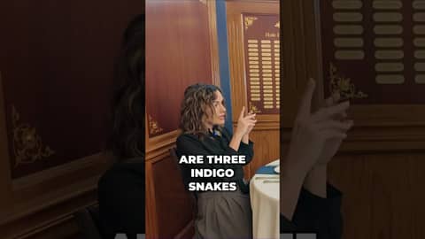 Peeling Back Layers: The Vidalia Onion's Secret Snake Design Peeling Back Layers: The Vidalia Onion's Secret Snake Design