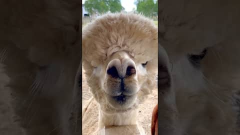 "What Are You Lookin' At?" -Alpaca "What Are You Lookin' At?" -Alpaca