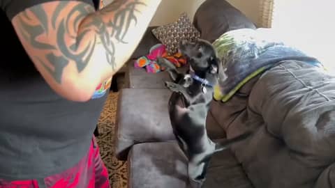 Talia picks the @ChicagoBears vs. @packers game  for this week!