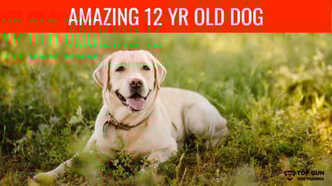 Amazing 12 Year Old Dog