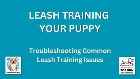 Part 19 - Troubleshooting Common Leash Training Issues