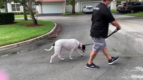 Leash Training Drills