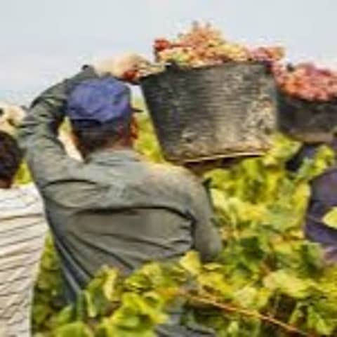 Episode 36-Havest Issues, Favorite Wine, Upgrading Your Palate, Grape Waste, Wine And Teeth