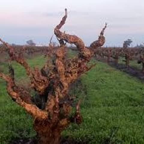 Episode 40-Old Vines, CRISPR, Wine Quality, 2nd Cheapest Wine