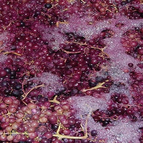 Episode 54-Carbonic Maceration, Technology In Wine, Wine Facts You Don't Need To Know