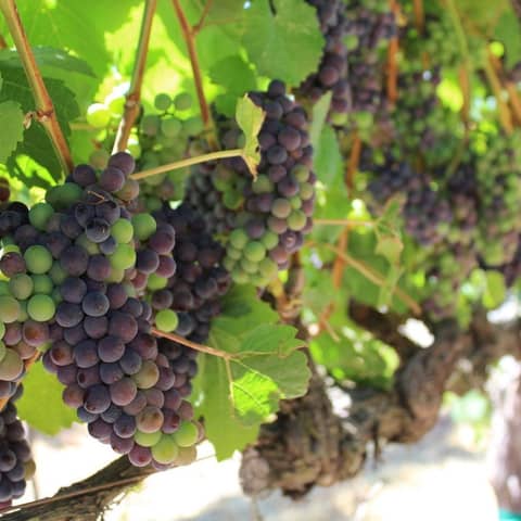 Episode 93-Wine Grape Insurance, Trends In Wine