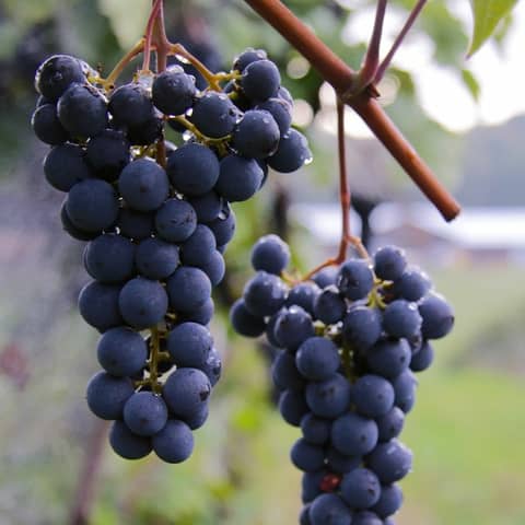 Ep. 89 Wine So Serious?