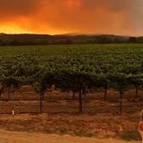 Episode 131-2020 Harvest Update