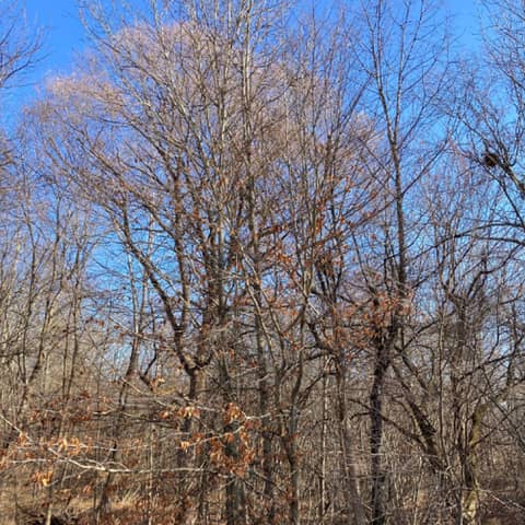 A Thanksgiving Reflection