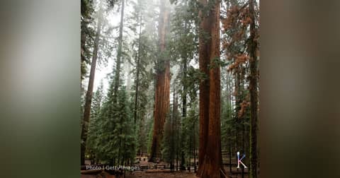 Saving Sequoias | With Ben Blom and Save The Redwoods League Saving Sequoias | With Ben Blom and Save The Redwoods League