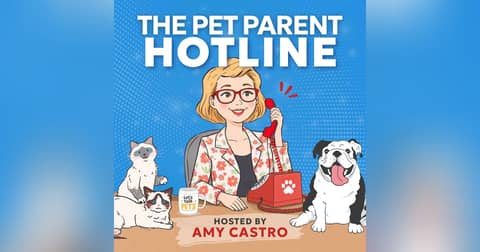 7 Simple Things That Instantly Improve Your Pet’s Life