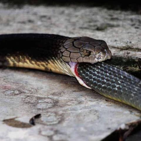 Cannibalism: A Perfectly Natural History