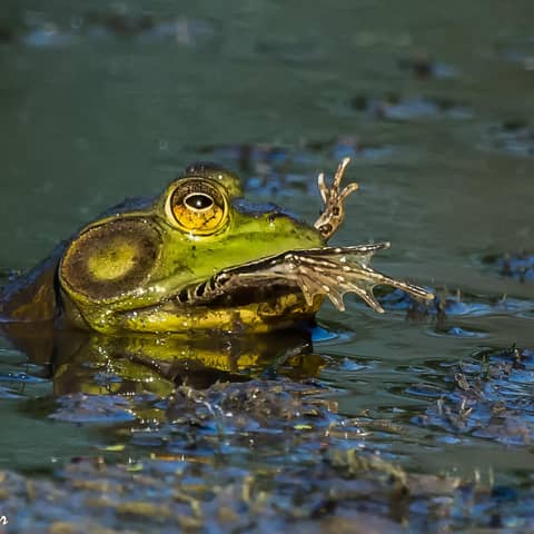 Cannibalism: A Perfectly Natural History
