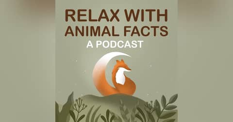 Relax With Animal Facts