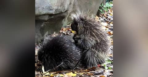 SoberNotMature - Episode 146 (Porcupines In Heat)