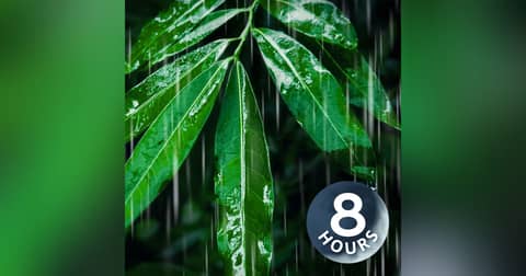 Rain Sounds for Peaceful Sleep | 8 Hours