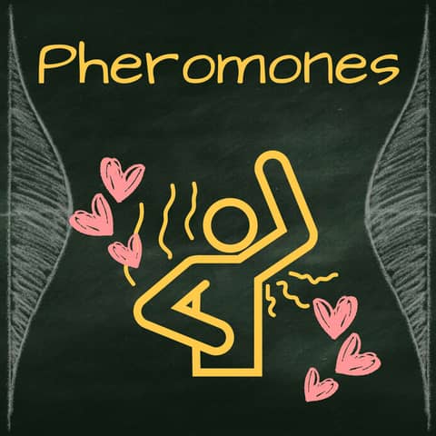 Pheromones: Is sexy sweat the key to genetic diversity?