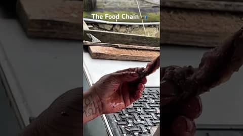 The Food Chain 🎣 #fish #fishing #foodchain