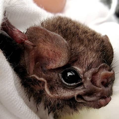 Gerry Carter, VAMPIRE BATS!