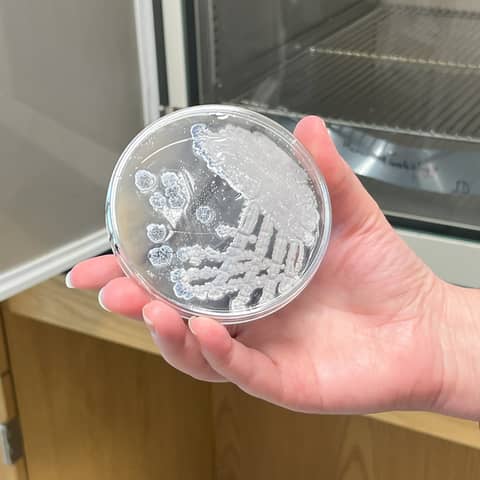 Jennifer Bennett and students, Streptomyces