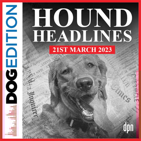 Hound Headlines 3/21/23 | Dog Edition #88