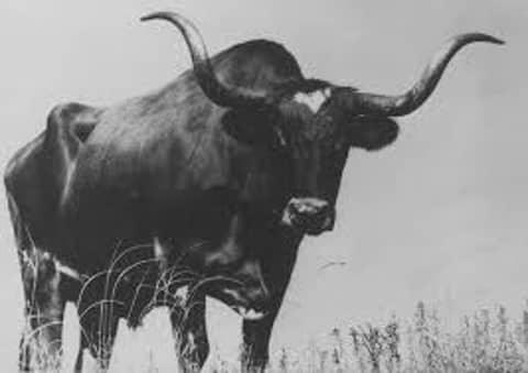 The Cattle Drives:  The Birth and Death of an Industry 1865-1890 Part 1