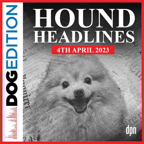Hound Headlines 4/4/23 | Dog Edition #90