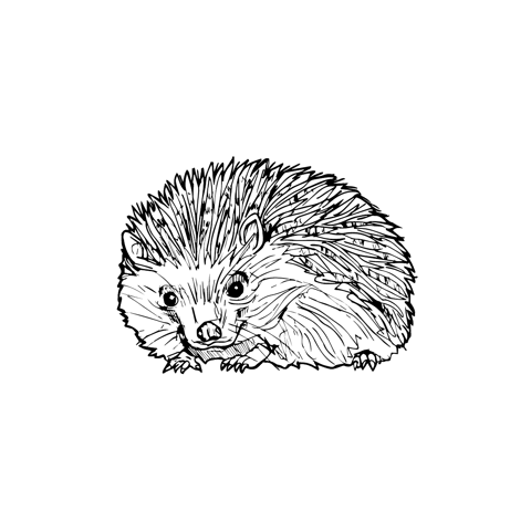 The Hedgehog