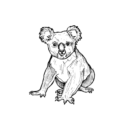 The Koala