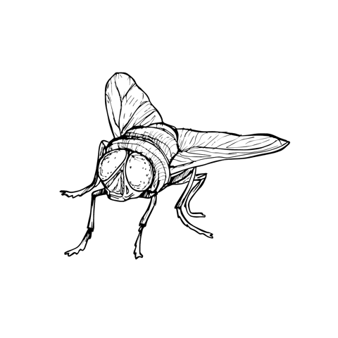 The Blow Fly