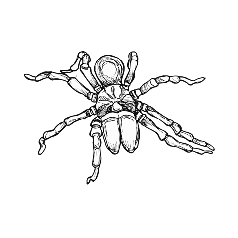 The Purse Web Spider