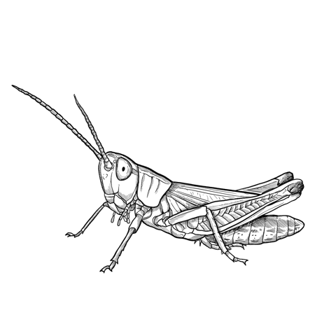 The Meadow Grasshopper