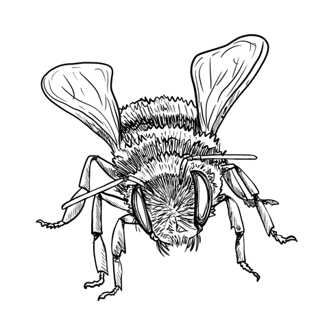 The Buff Tailed Bumblebee