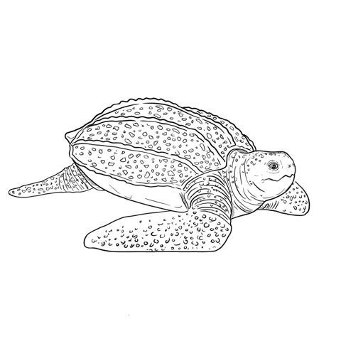 The Leatherback Turtle
