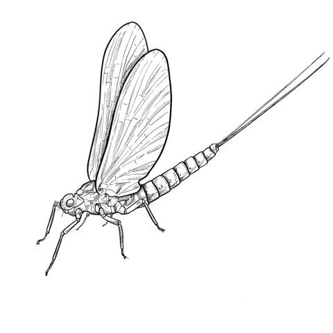 The Mayfly