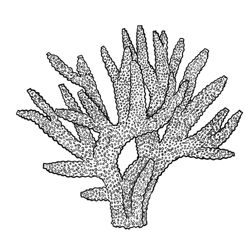 The Staghorn Coral