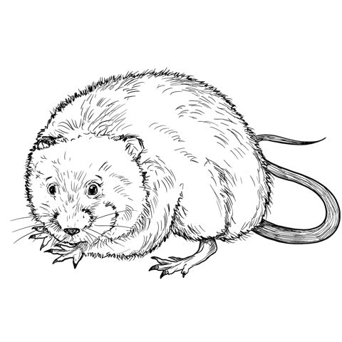 The Water Vole