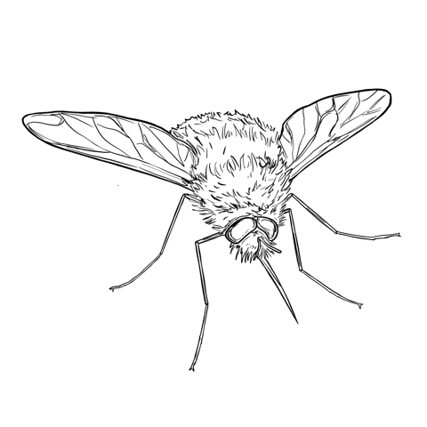 The Bee-fly